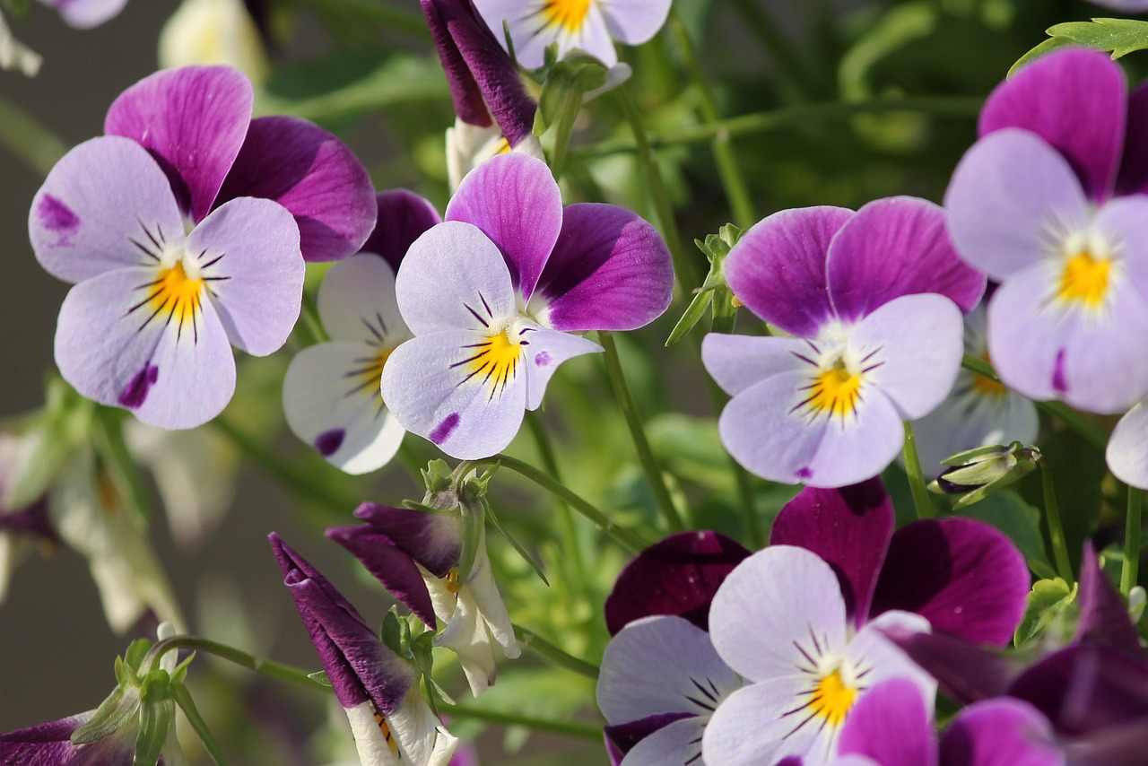 Pale and deep purple pansies in bloom